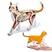 L-ROM Tabby Orange Cat Skeleton Anatomique Model - 4D Vision Cat Anatomy Model - Médical Enseignement Model Puzzle Assembler Jouet (Jaune)