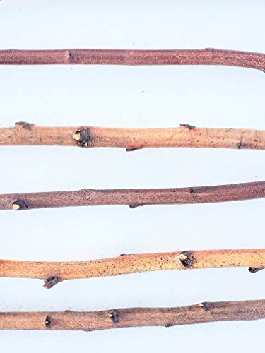 Tin Roof Treasure 5ft. Birch Pole Assortment, 2pc. for Wood...
