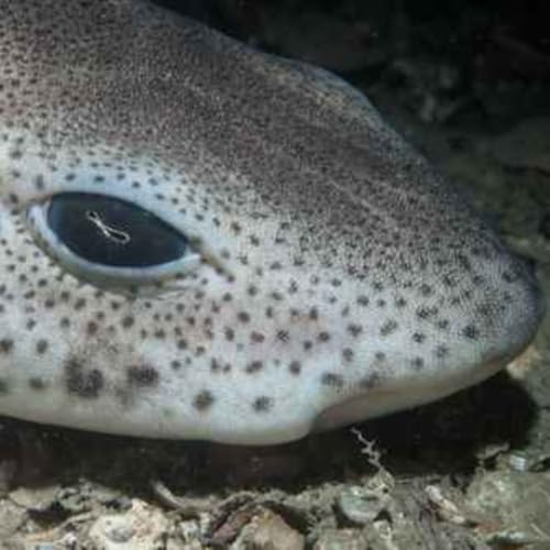 Facts: The Small-Spotted Catshark