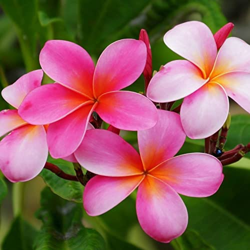 abamec Pink Beautiful Plumeria Sunrise Frangipani Temple Tree Flowering Plant (Champa Plant) - 3 Live Growable Stems Cutting