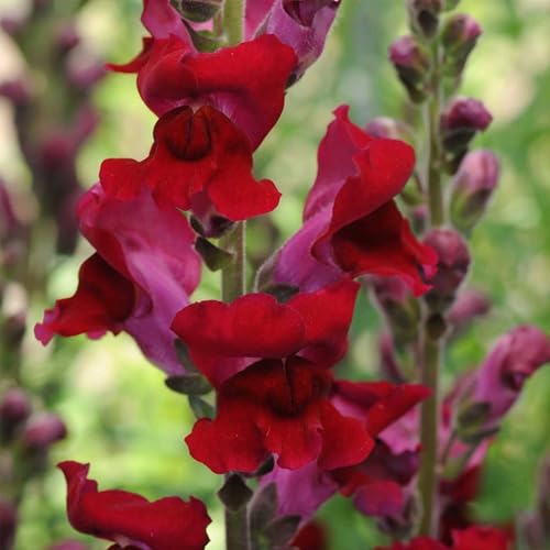 Rocket Series Snapdragon Red ~500 Seeds—Antirrhinum majus—115-121 Days—30-36' Upright Spikes—AAS Winner—Mixed Colors – Cut Flower Favorite—Full Sun—Annual—Heirloom Quality