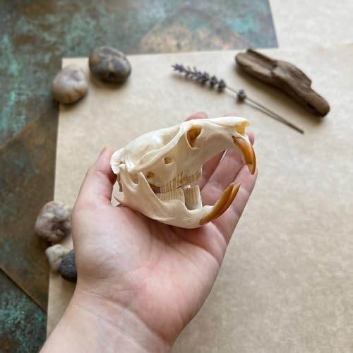 Image of Taxidermy Real Muskrat Animal Skull Decor - Model Animals Bones Specimen,Taxidermy Supplies for Science Education,Collection (Muskrat)