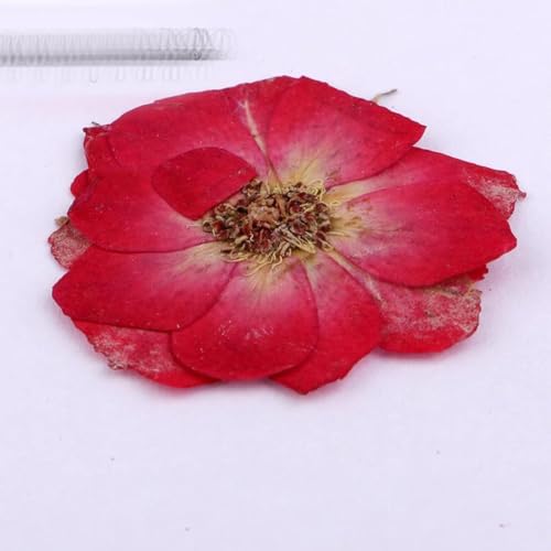 Flores Secas Naturales para Decoración DIY 10 piezas miniatura 2