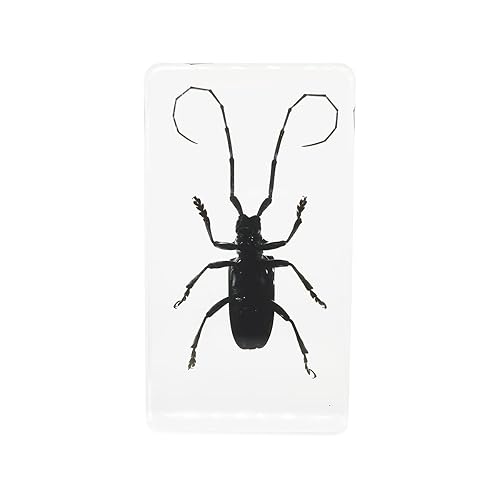 Miniatura 2 de Especímenes reales de insectos de escarabajo de cuernos largos en manualidades de pisapapapeles, colección de taxidermia de animales para educación