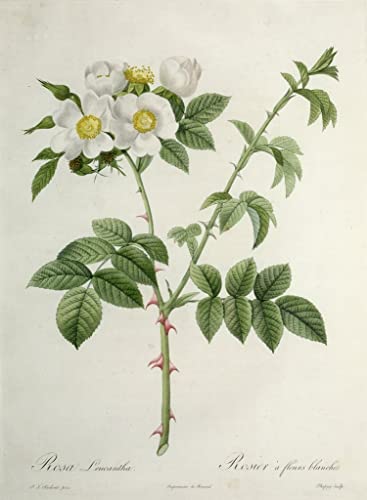 Rosa Leucantha poster toile Redouté 58 x 90 cm décoration murale fleur