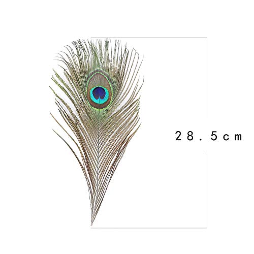 36 PCS Real Natural Peacock Eye Feathers 10-12 inch for DIY Craft, Wedding and Holiday Decorations