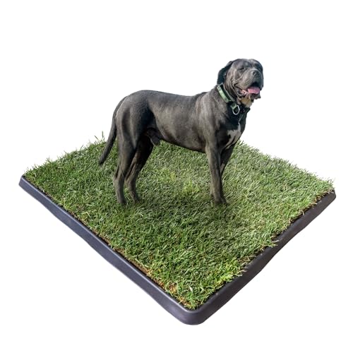 Kit XL Perros PetZolla - Arenero para Perros de Hierba + Bandeja para contenerlo, cesped 100% Natural. Empapadores Perros para Entrenamiento de Mascotas. Prato Real, tamaño Interior XL (100X90 Cm) Kit XL Perros PetZolla - Arenero para Perros de Hierba + Bandeja para contenerlo, cesped 100% Natural. Empapadores Perros para Entrenamiento de Mascotas. Prato Real, tamaño Interior XL (100X90 Cm)