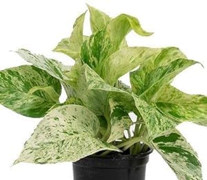 Greenursery Live Money Indoor Plant For Home and Garden with Pot (Pack of 1) (Marble Queen Money Plant) (B0CRH1RN56) Amazon Price History, Amazon Price Tracker