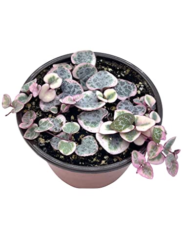 Live Succulent 4 Variegated String of Hearts Succulents Plants Live Succulent Plants Rooted Hanging House Plant for Home Office Decoration DIY Projects Party Favor Gift by The Succulent Cult