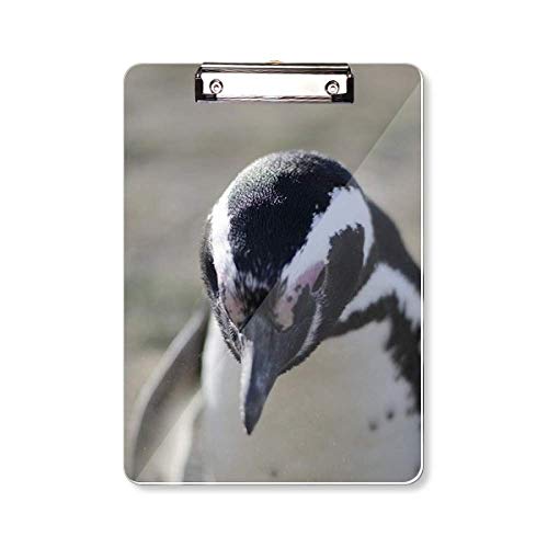 Image presse-papiers pingouins A4 pour étudier dans la nature