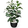 HUAESIN 17 inch Artificial Indoor Plants Faux Plant Peperomia Leaf Ficus Plant Realistic Small Fake Office Desk Tree for Home Kitchen Farmhouse Bathroom Bedroom Evergreen Decor