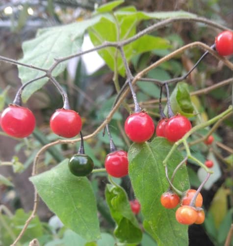 ヒヨドリジョウゴ ポット苗 山野草 ヒヨドリジョウゴ ポット苗 山野草