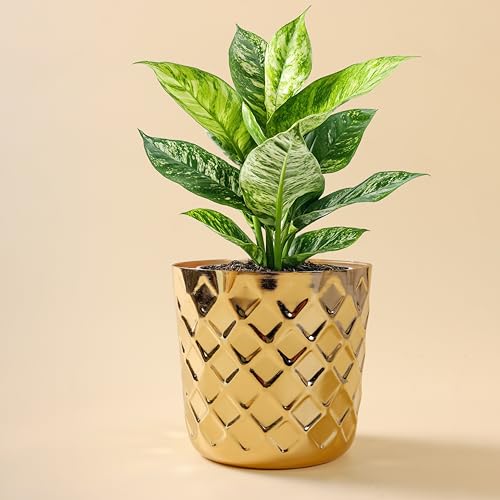 Image of Metal Emboss Plant Pot - Handmade Indoor Planter Pot for Tabletop Decor,Modern Decorative Planter for Office, Living Room, Bedroom, Kitchen, and Home Decor (5 inch,Gold)