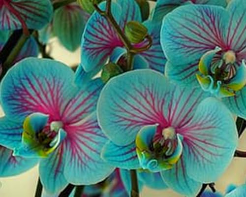Perenne y brillante: bulbos de orquídea Cymbidium a granel para plantación profesional de impresionantes exhibiciones de jardín, 15 bombillas, E