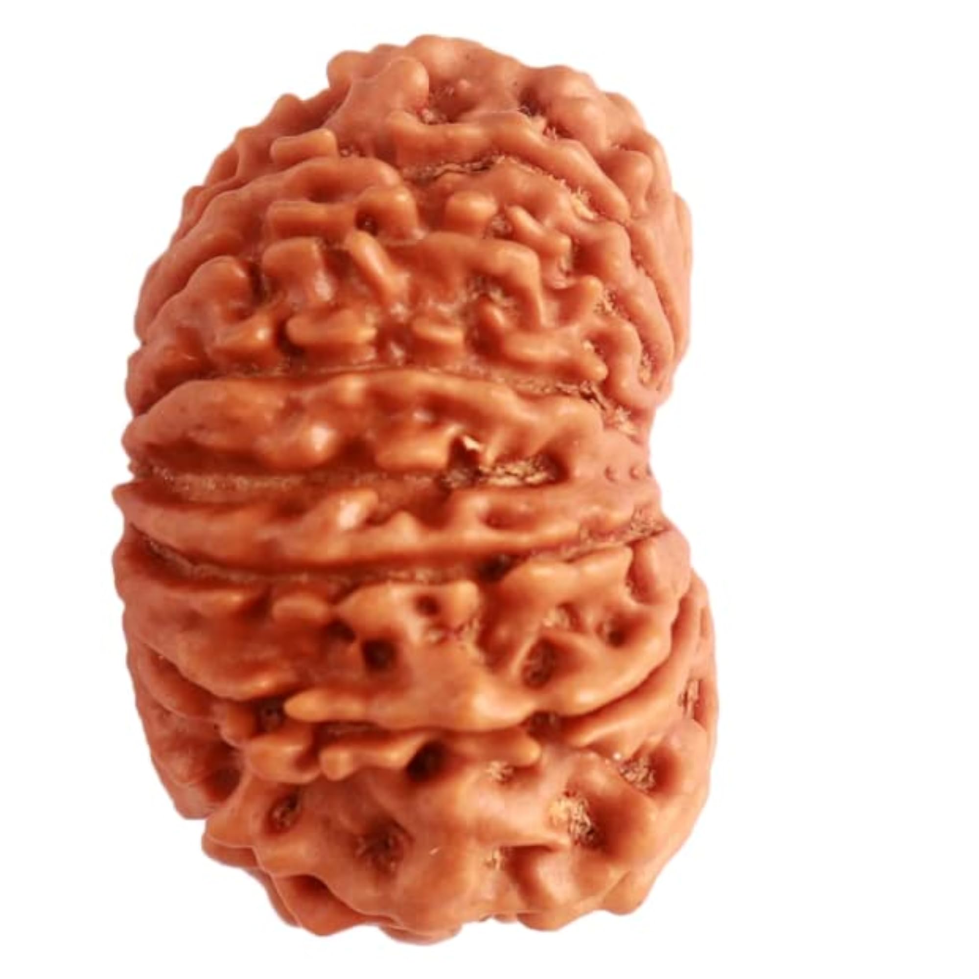 15 Mukhi Rudraksha Original Certified Nepali Silver Cap
