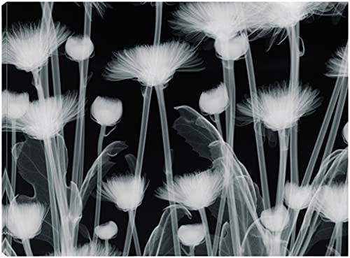 Fine Art Canvas Chrysanthemum Furore Canvas Print by Artist Hugh Turvey for Living Room, Bedroom, Bathroom, Kitchen, Office, Bar, Dining & Guest Room - Wall Decor Ready to Hang - 60'W x 45'H