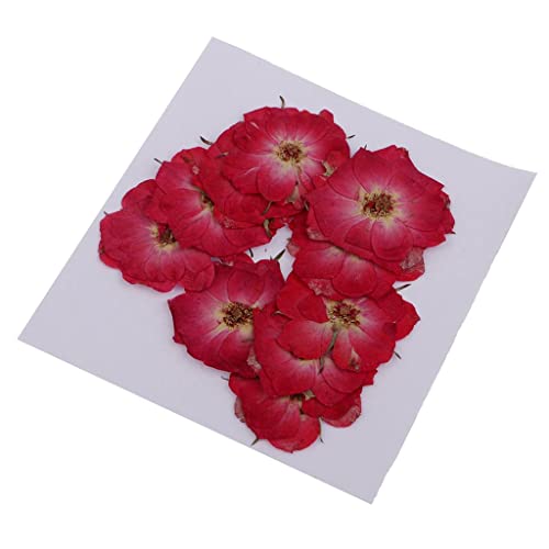 10 piezas flores secas prensadas para manualidades