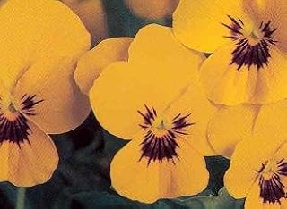 Viola Sorbet XP Primrose Blotch 1,000 Seeds