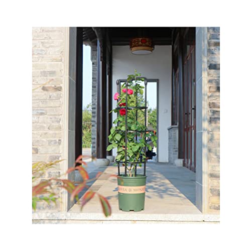 Treillis de jardin en acier pour sublimer vos murs extérieurs avec des plantes grimpantes
