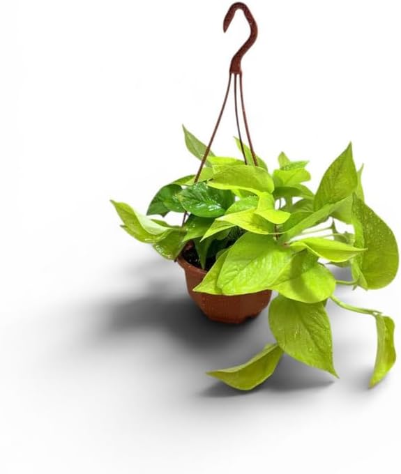 Golden Pothos Hanging Basket, Live Indoor Trailing Vine Plant, Vibrant Chartreuse Foliage (Small)