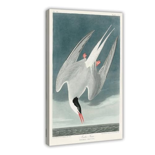 Poster Terne arctique par Audubon pour créer une décoration murale nature dans votre salon