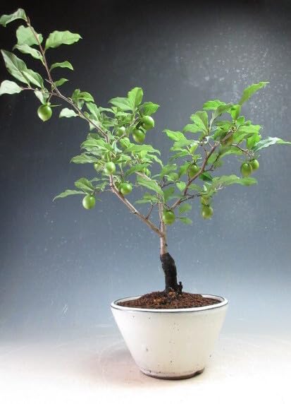 Amazon.co.jp: 盆栽 姫柿 実付き！老爺柿（ロウヤガキ）（紫雲