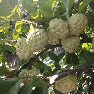 Plants Ship Custrad Apple, Nmk-1 Sitaphal, Sugar Apple(Grafted)-Plant (B0827FPB2V) Amazon Price History, Amazon Price Tracker
