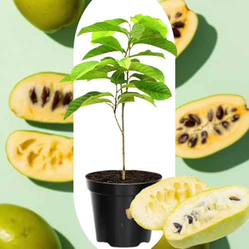 Potted American Pawpaw Tree Live Plant, 1 Year Old Seedling