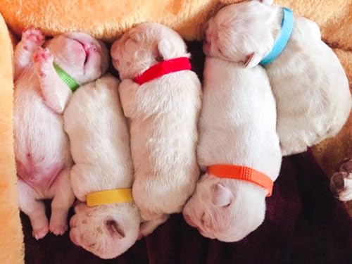 12 Stück, Welpen Id Halsbänder, Kitten Halsbänder, Welpenhalsbänder Für Züchter, Welpenhalsband, Welpen Halsband, Einstellbar, Weich, Mehrfarbig, Für Neugeborener Welpen Kitten Haustie