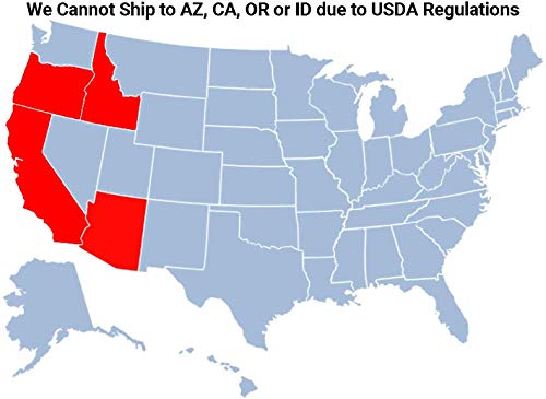 Brighter Blooms - Dwarf Red Delicious Apple Tree, 5-6 Ft. - A Supermarket Favorite, Grown At Home - No Shipping To Az, Id, Or, Or Ca #TOP5