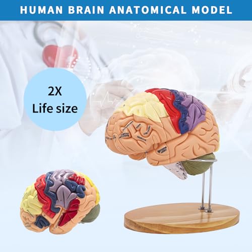 Image of Brain Model 3D, 2 Times Enlargement 4-Part Human Brain Model with Functional Area Color Separation and Anatomical Location Identification for Learning the Structure of the Brain