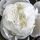 Amazon 芍薬 シャクヤク 苗木 おまかせ4種組 4号ポット 苗