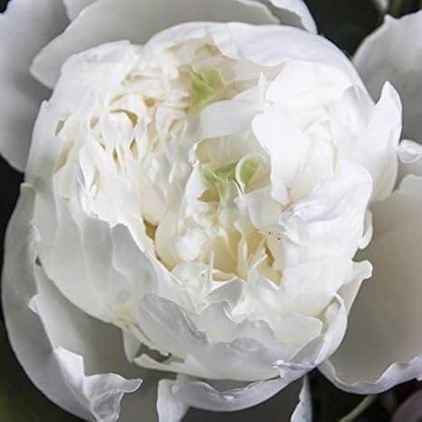 Amazon 芍薬の球根 白い純粋な美しい花 花の苗の根茎 21の春の製品 現在販売中 2 球根 花