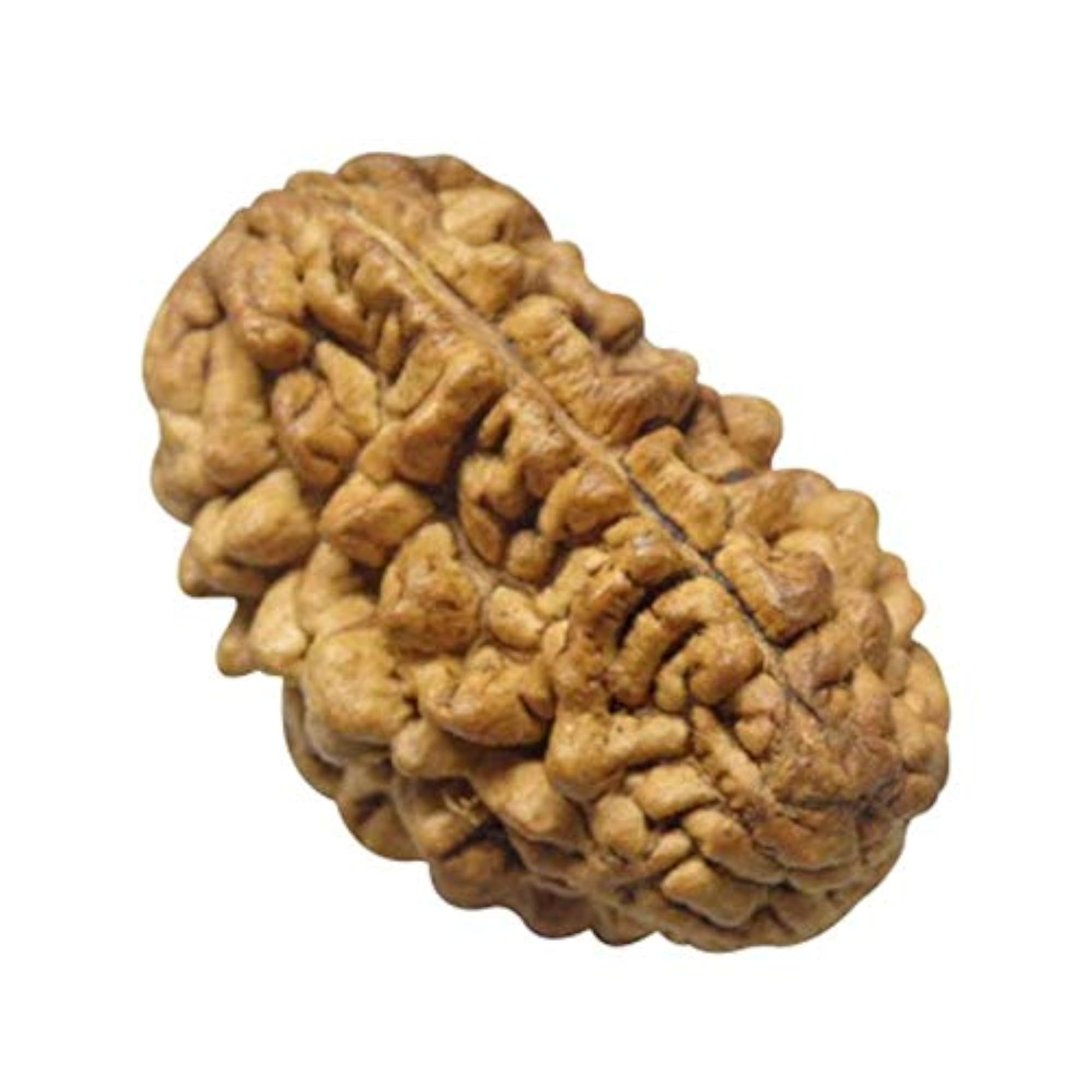 1 Mukhi Nepal Rudraksha Lab Certified Bead