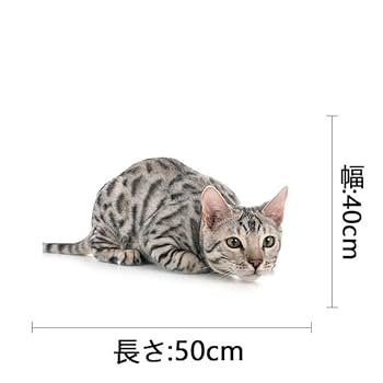 Amazon.co.jp: 大人の家をデジタルで描く大人の要約四つん這いの
