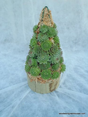 Christmas Tree Cone Sphagnum Moss Topiary Form - Small