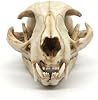 Modelo felino réplica de cráneo de gato doméstico 1:1, réplica sintética para educación en anatomía y fisiología, decoración de interiores, investigación y enseñanza (gato doméstico) 2
