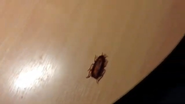Watch Electronic Cockroach Toy Fake- Vibrating Prank Toy-Cockroach on Amazon Live Watch Electronic Cockroach Toy Fake- Vibrating Prank Toy-Cockroach on Amazon Live