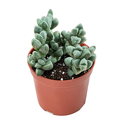 Sprout N Green Ice Plant, Live Corpuscularia lehmannii Succulent Fully Rooted in 4 inch Starter Pot, House Plant for Indoor Outdoor Home Office Wedding Decoration Party Favor
