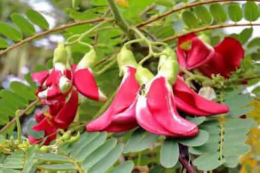 See full amazon price history chart for Agathi Keerai Sesbania grandiflora West Indian Pea Katurai Vegetable Grandiflora Agastya Hummingbird Bokful flower plant seed pack of 65 Agathi Keerai Sesbania grandiflora West Indian Pea Katurai Vegetable Grandiflora Agastya Hummingbird Bokful flower plant seed pack of 65 (B0DBM6MDGT) Amazon Price History, Amazon Price Tracker