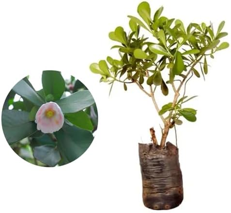 Genérico, Muda de Clusia 20 a 40cm AMK - Plantas Online