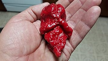 Apocalypse Scorpion Chile 10+ Seeds