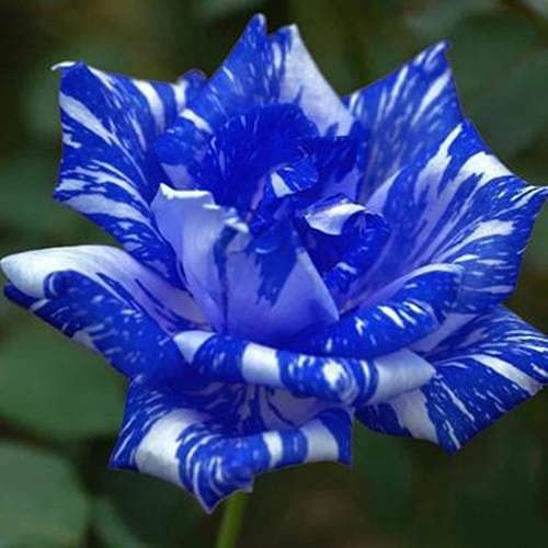 Blue Dragon Rose Bush 20 Seeds~Rare