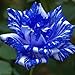 Blue Dragon Rose Bush 20 Seeds~Rare