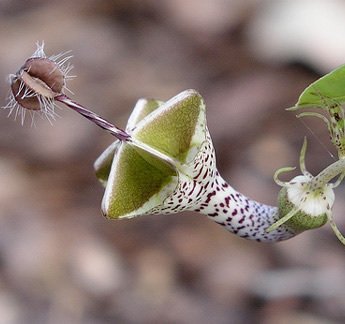 100pcs Green Ceropegia woodii Plant Seeds Generic
