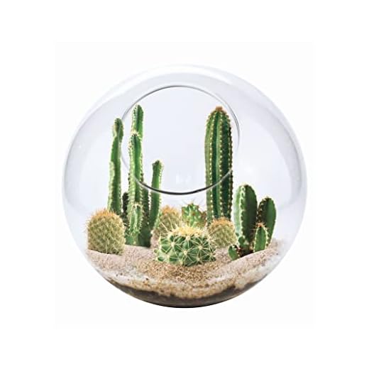 Cactus Succulent Glass Terrarium Starter Kit from Unique Gardener - Grow Your Own Indoor Desert Terrariums - Includes Live Cacti Plants and Easy Setup with Complete Terrarium Supplies