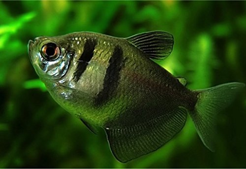 (熱帯魚・カラシン) ブラックテトラ 2cm± (5匹)