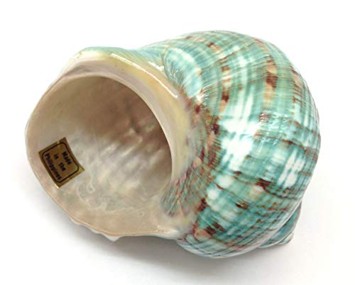 Image of PEPPERLONELY Green Blue Gade Big Turbo Sea Shells, Large Hermit Crab Shells, 3 Inch ~ 3-1 /2 Inch