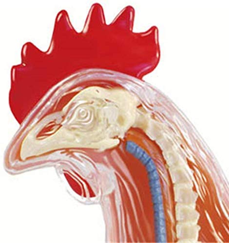 Anatomisches Tiermodell – Anatomisches Modell Huhn, abnehmbare 32 wissenschaftliche anatomische Tierteile – für medizinisches Ausbildungsmodell in der Tierbiologie