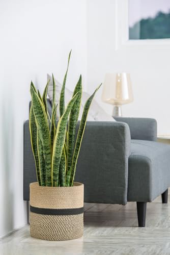 Image of Dahey Jute Rope Plant Basket Modern Woven Storage Basket for 10.5 inch Indoor Planter, Decorative Flower Pots Cover Laundry Bin with Handle Rustic Home Decor, Black